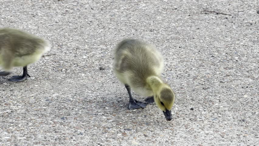 Single baby gosling walking on concrete 4K