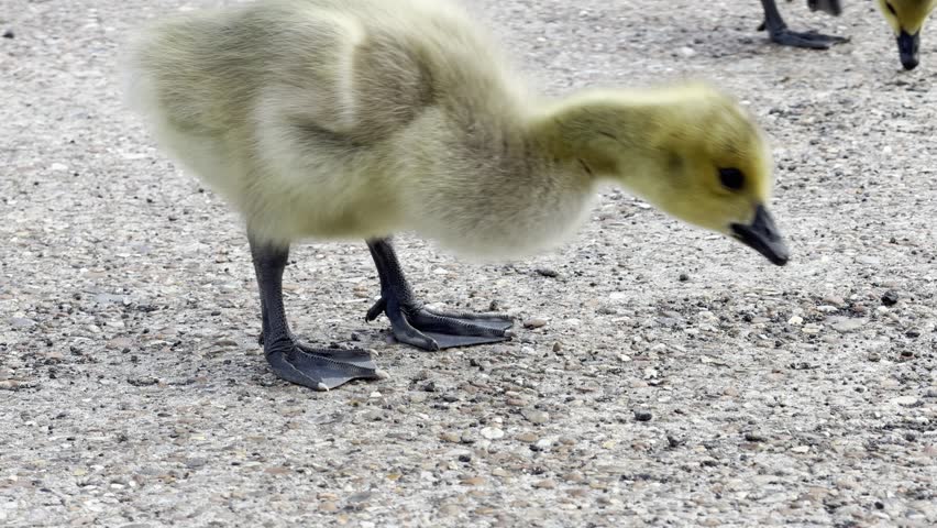 Baby gosling pecking food from concrete close up