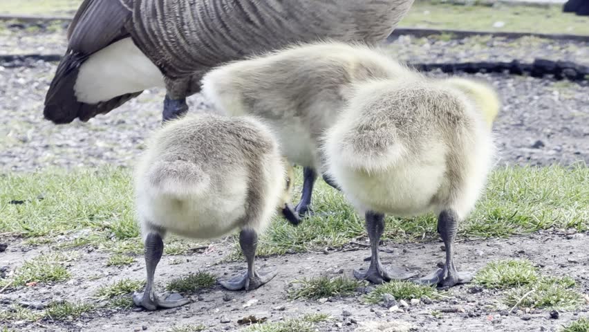 Fluffy goslings feeding together in grass detail