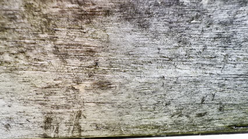 Looking past wooden fence to park lake