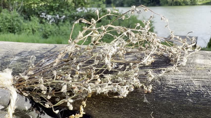 Dead dried plant tied to wooden handrail