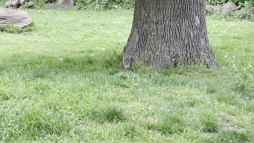 Rodent eating near large tree trunk detail