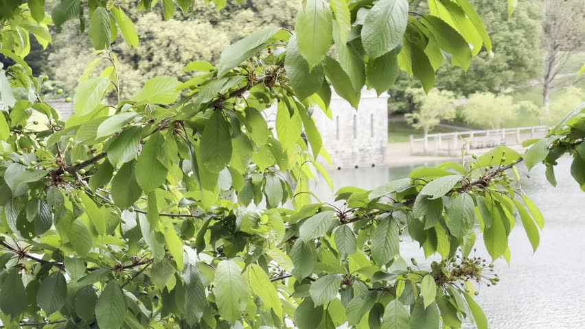 Swaying green tree branches covering water detail