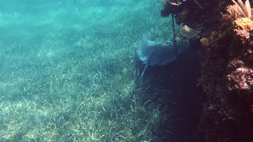 Southern Stingray swimming through underwater seagrass habitat along coral reef, Eleuthera, Bahamas.