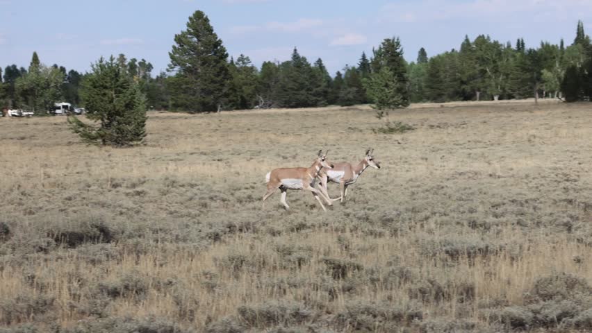Pronghorn Antelope running in Grand Teton National Park Wyoming