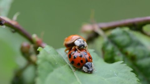 Ladybugs mating on leaves in the garden