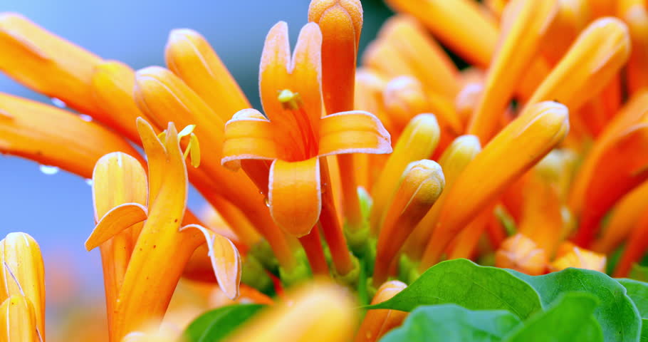 Firecracker flowers are in full bloom in Muxinquan Garden. The tubular orange flowers grow in dense clusters, and the petals are as bright as flames. Water droplets are scattered among them, and the blue sky and green leaves complement each other to create a passionate and unrestrained visual impact.