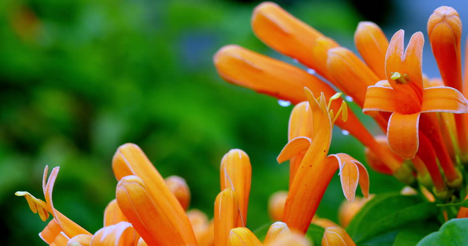 Firecracker flowers are in full bloom in Muxinquan Garden. The tubular orange flowers grow in dense clusters, and the petals are as bright as flames. Water droplets are scattered among them, and the blue sky and green leaves complement each other to create a passionate and unrestrained visual impact.