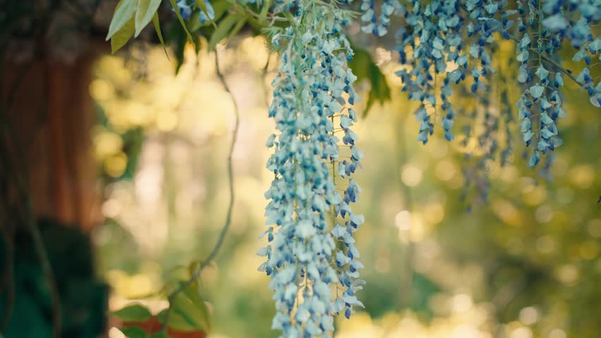 Blue wisteria blossoms hang from branches in a French spring garden. Gentle movement captured in slow against a blurred green background.