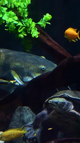 Diverse aquatic life with the red-tailed catfish and a freshwater turtle