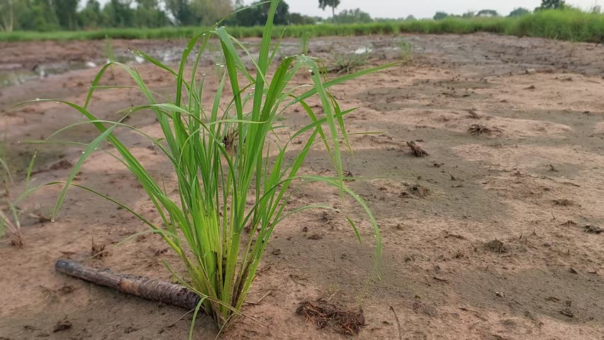 Single Rice Plant in Green Paddy Field, Close-Up Nature Scene