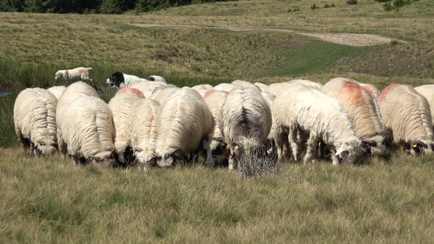 Sheep in Mountains, Farming, Herding Flock of Lambs, Goats Grazing Hill, Shepherd Domestic Animals, Pastoral View