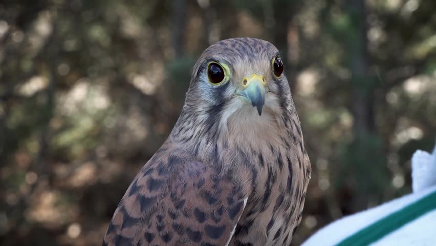 Little spanish falcon close up. High quality 4k footage
