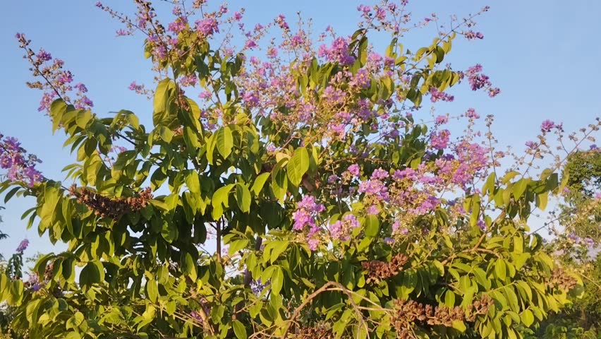 Lagerstroemia indica, Lagerstroemia speciosa, purple flowers, sky background in the garden.