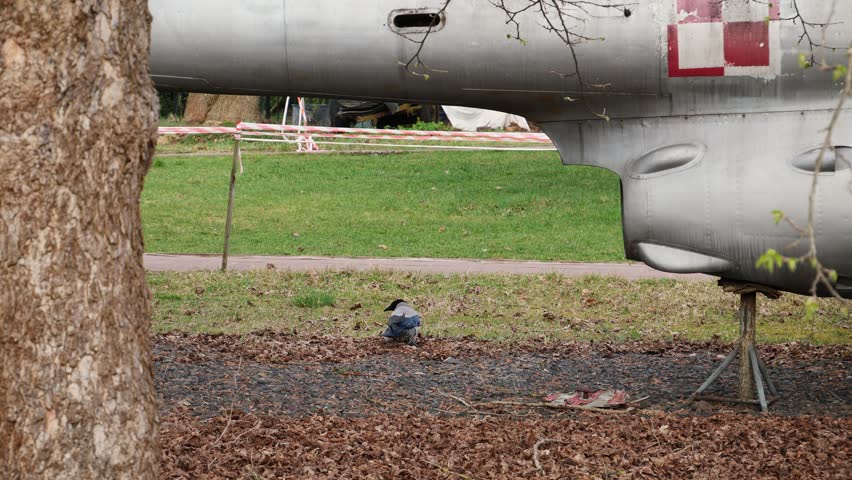 Crow under an old military jet at the weaponry museum in the Citadel Park of Poznan, Poland.