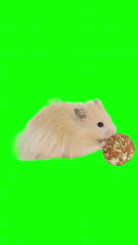 Cute cream Angora hamster holding grain treat against green screen