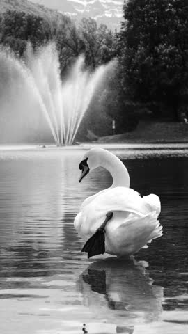 Black and white close-up of a swan on Walensee lake with fountain spray in the background, an elegant wildlife scene with reflections, ideal for nature and animal content.