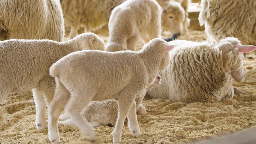 Group of white baby lambs with ear tags interacting, nuzzling and resting together on sandy barn floor at Anseong farmland