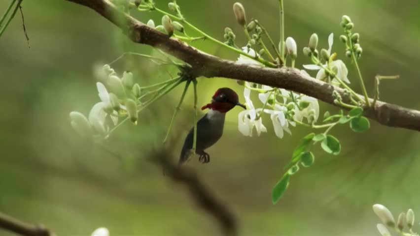 A tiny bee hummingbird with a vibrant red head hovers next to delicate white blossoms
