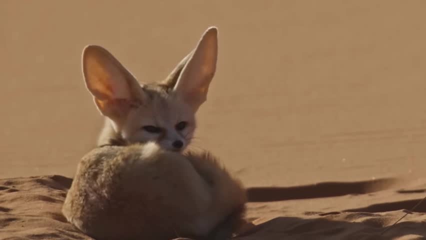 A fennec fox curls up tightly, resting its head gracefully on its fluffy tail in the sand