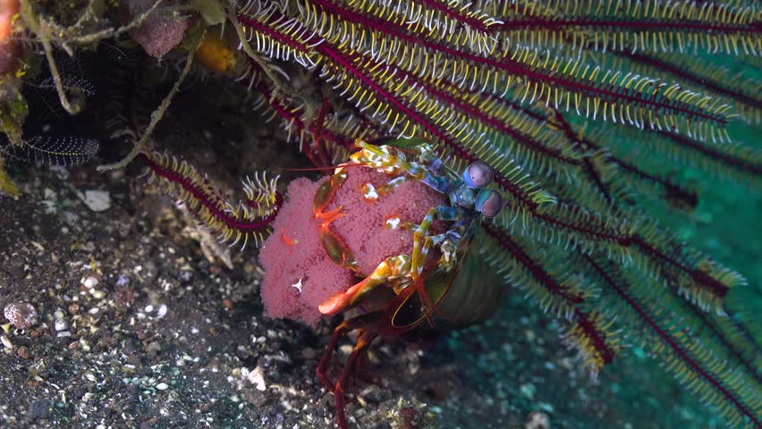 Peacock mantis shrimp (Odontodactylus scyllarus) sits beneath a feather star crinoid holding red eggs before turning away from the camera and fleeing.