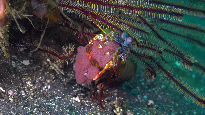 Peacock mantis shrimp (Odontodactylus scyllarus) sits beneath a feather star crinoid holding red eggs.