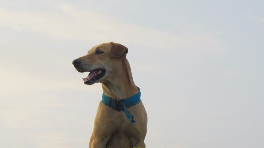 Low angle portrait of a cheerful tan mixed breed dog wearing a blue collar, panting with open mouth against a soft pale sky with clean copy space for pet lifestyle use