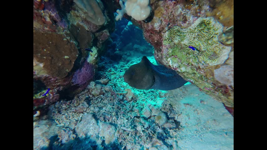 Giant moray eel hiding amongst rocks and corals on the ocean floor opening and closing its mouth