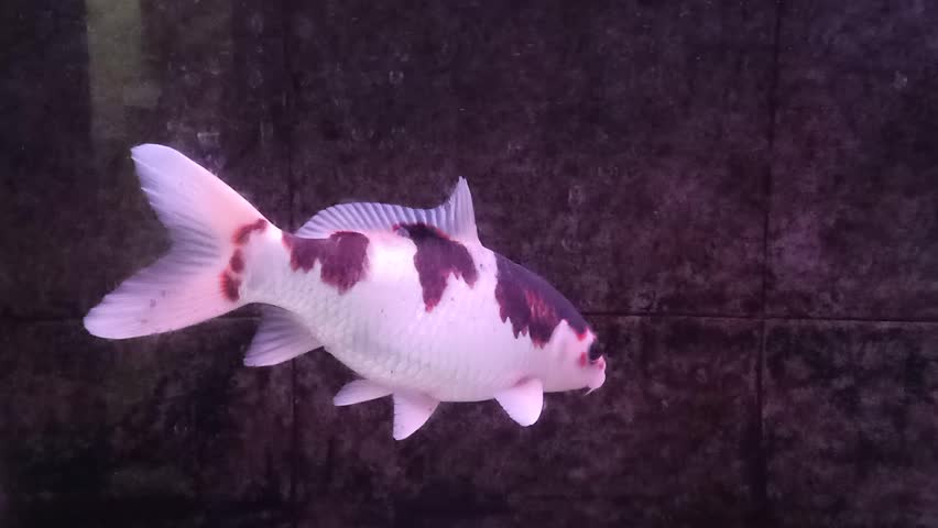 Close up  of exotic Japanese koi fish swimming gracefully in an aquarium.