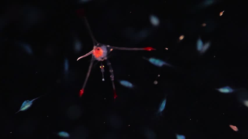 A vibrant red lobster larva with sharp spines swims through a dense cloud of zooplankton during a deep-sea night dive in the open ocean.