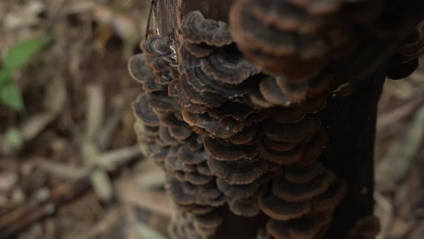 Mushrooms growing in a tree crevice