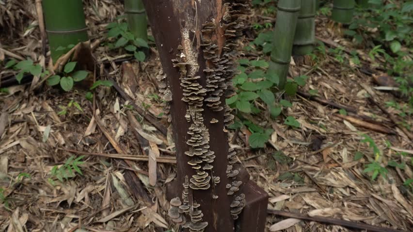 Mushrooms growing in a tree crevice