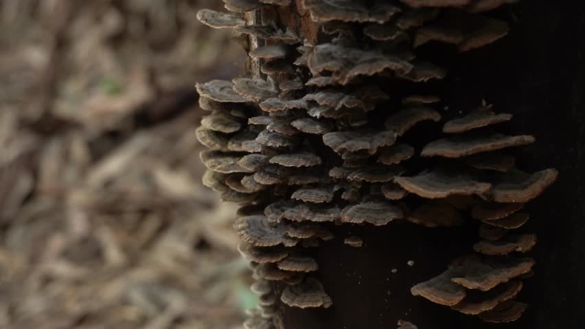 Mushrooms growing in a tree crevice