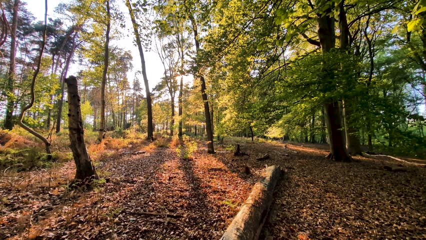 Golden sunset light pours through a quiet woodland filled with rich green foliage and scattered brown leaves
