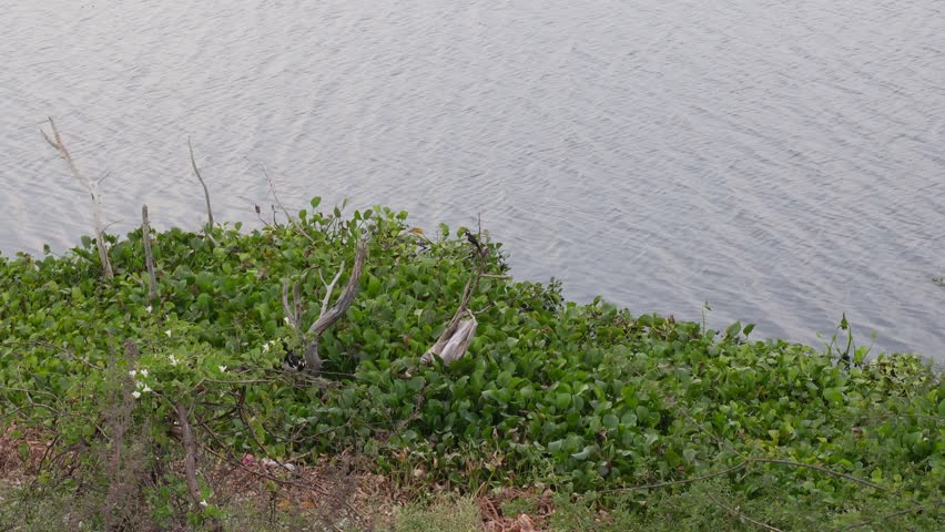 Green lakeside plants beside rippling water
