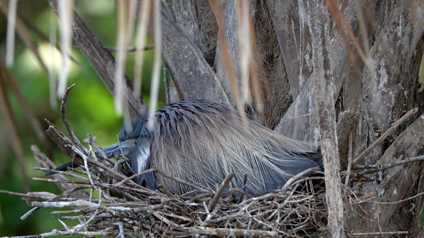 Tri-colored heron stands and reveals its newborn chicks