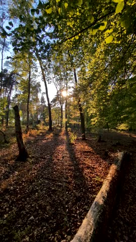 Golden sunset light pours through a quiet woodland filled with rich green foliage and scattered brown leaves