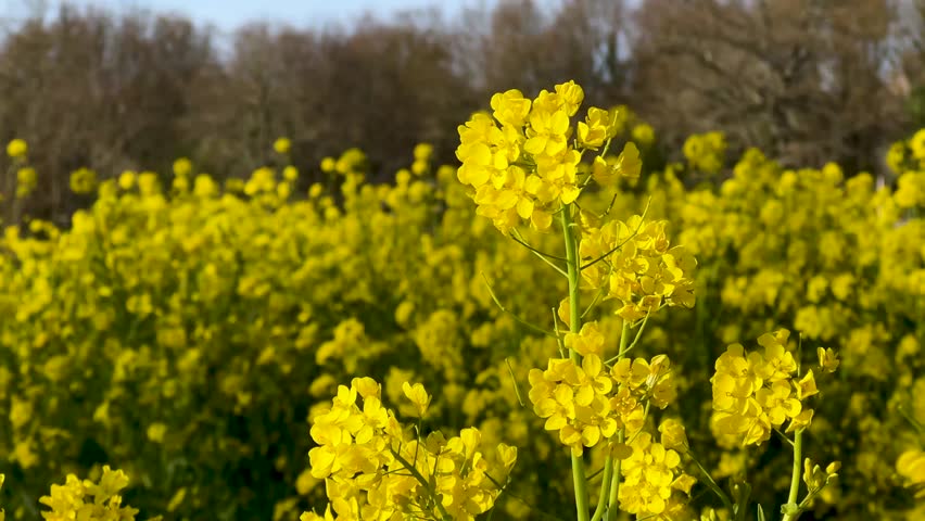 close up of yellow flowers in the field
