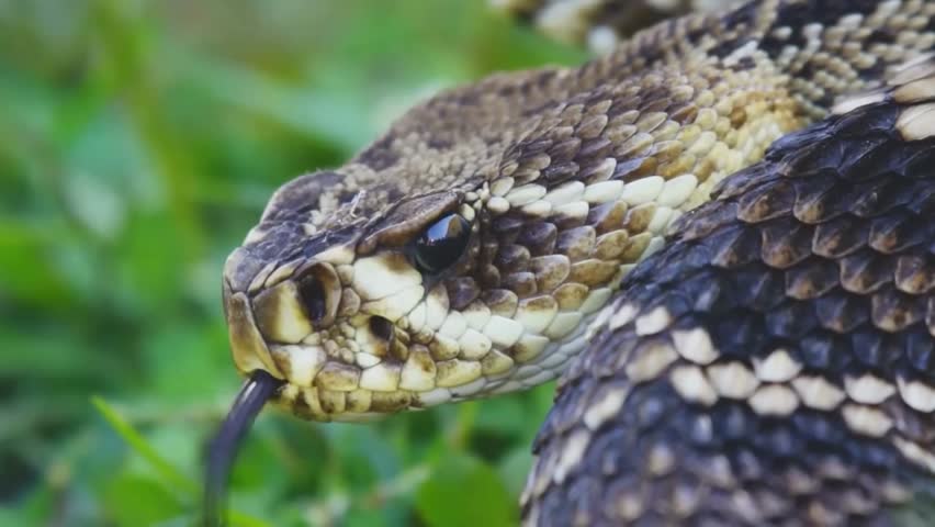 An extreme close-up of a venomous rattlesnake flicking its dark tongue, showing highly detailed keeled scales and a heat-sensing pit organ.