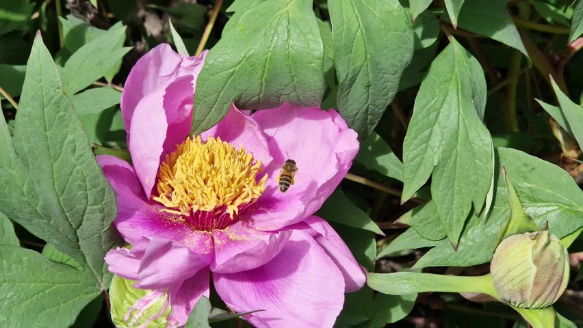 Blooming pink peony with a bright yellow core, close-up. A bee collects pollen from the stamens of a flower. A large blooming peony flower of rich pink color on a background of green leaves