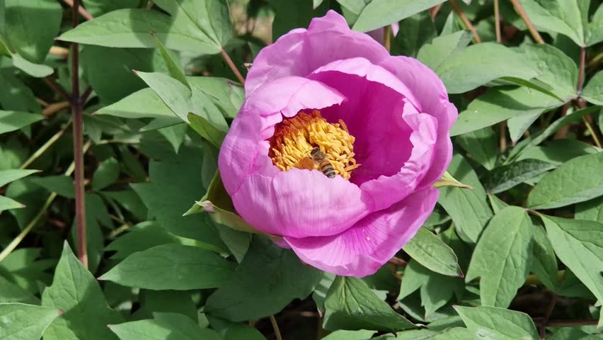 Blooming pink peony with a bright yellow core, close-up. A bee collects pollen from the stamens of a flower. A large blooming peony flower of rich pink color on a background of green leaves