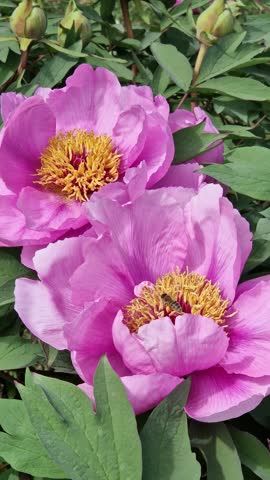 Blooming pink peony with a bright yellow core, close-up. A bee collects pollen from the stamens of a flower. A large blooming peony flower of rich pink color on a background of green leaves