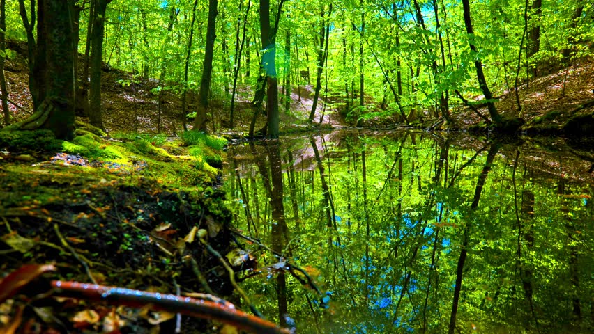 Calm forest pond reflecting green trees and sunlight in a lush spring woodland environment. Still water surrounded by moss, leaves, and dense vegetation creating a peaceful natural landscape. Quiet outdoor nature scene with vivid reflections and fresh seasonal colors.