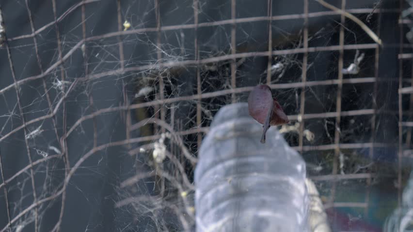 Macro shot of an old rusty iron wire cage covered with thick spider webs and dust, abstract grunge with natural environment sound.