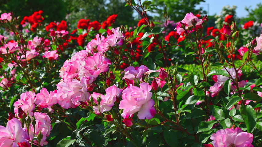 A rose garden in full bloom
