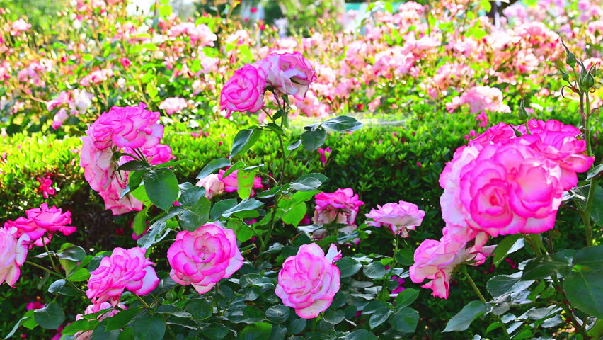 A rose garden in full bloom