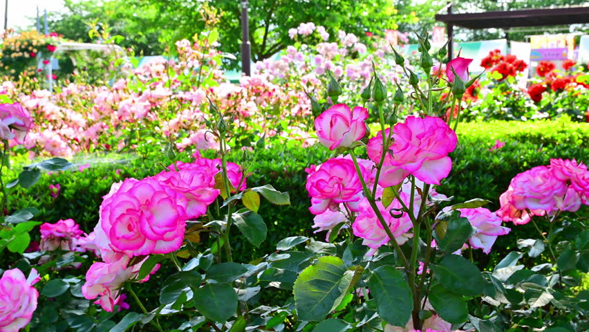 A rose garden in full bloom