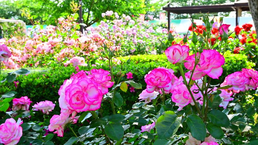 A rose garden in full bloom