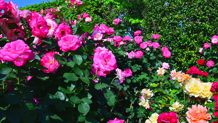 A rose garden in full bloom