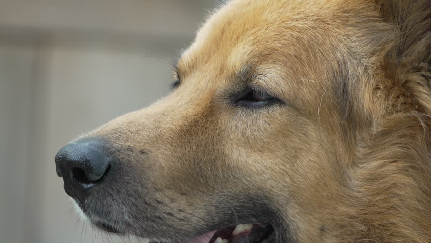 Dog Portrait Close-Up Furry Face